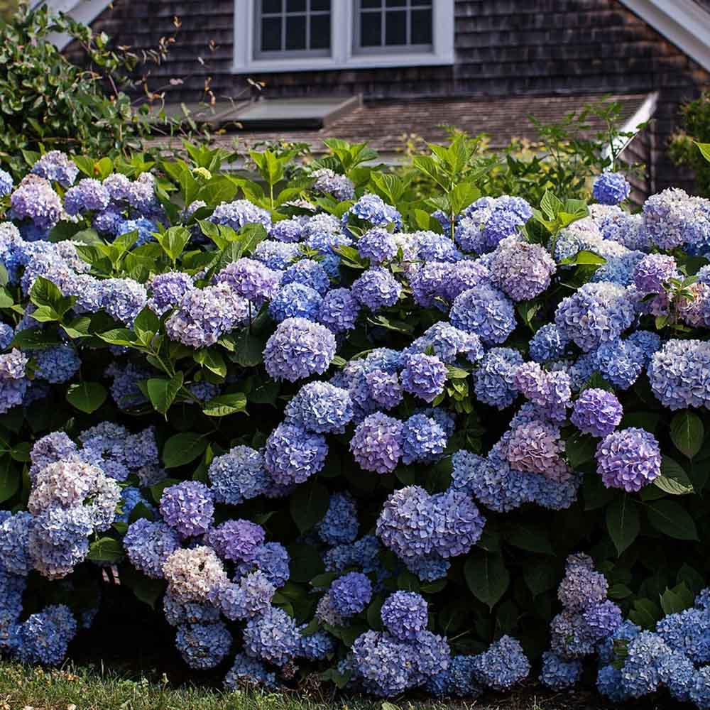 Hortensie albastru Forever