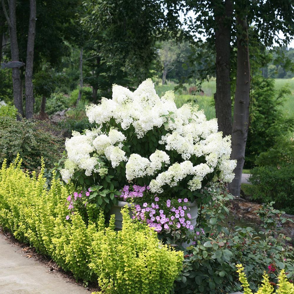 Hortensie Altoita Bobo