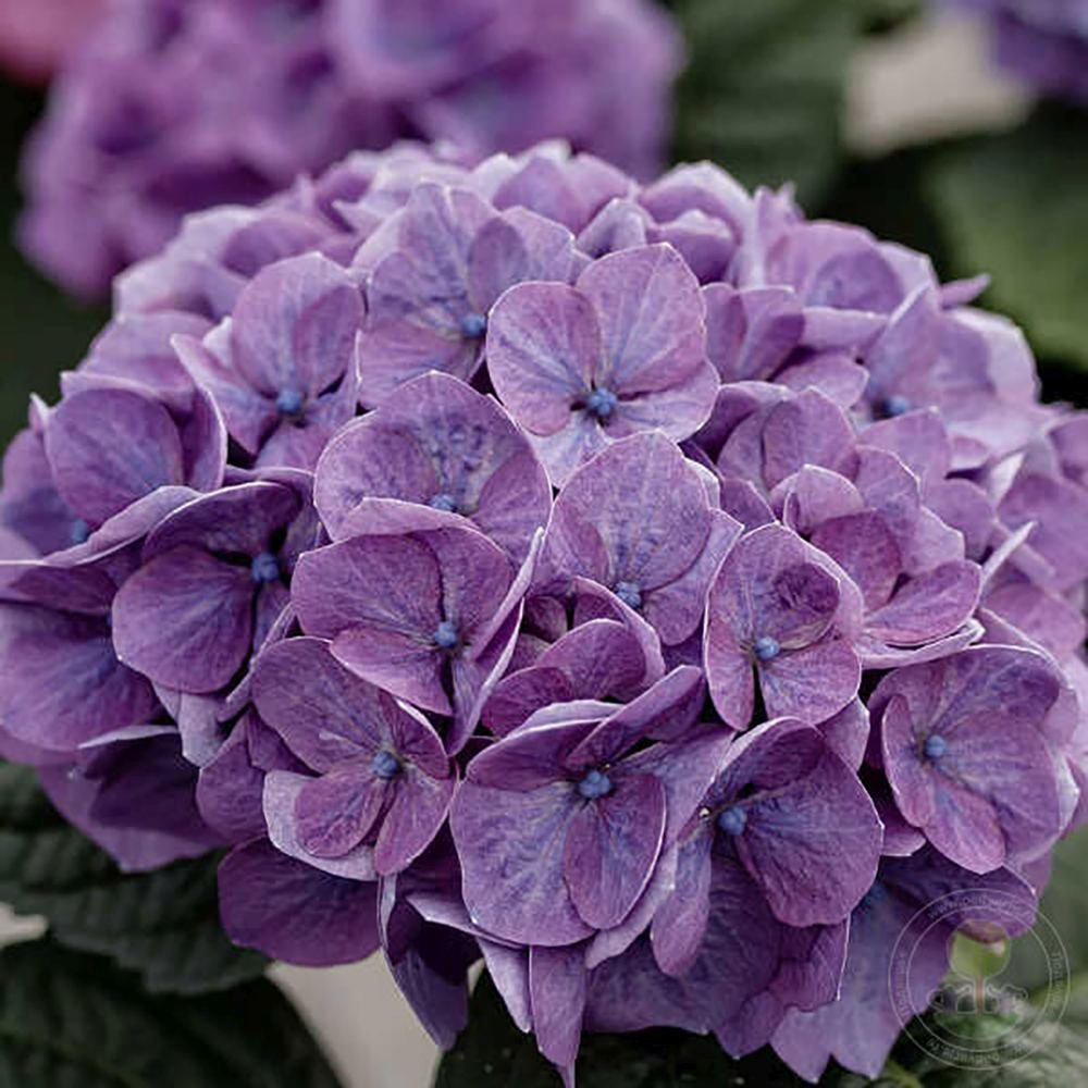 Hortensie de gradina Diva Fiore, cu flori albastre-mov roz