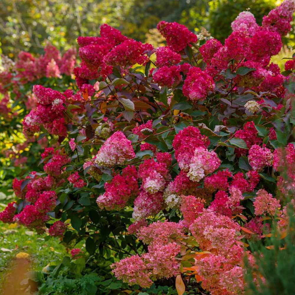 Hortensie de Gradina Tip Copac Wim'S Red, cu flori rosii