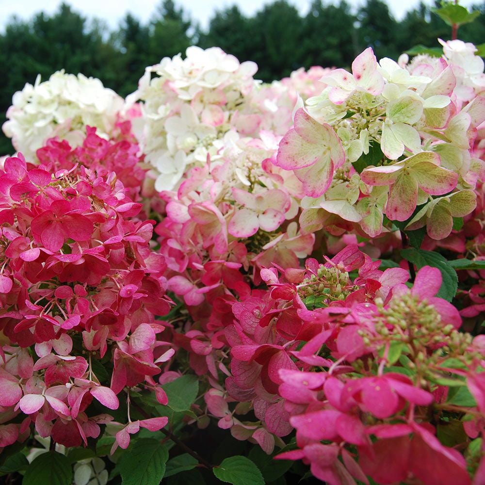 Hortensie de gradina Diamant Rouge, cu flori rosii-robiniu
