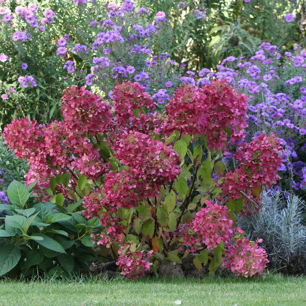 Hortensie de gradina Diamant Rouge, cu flori rosii-robiniu