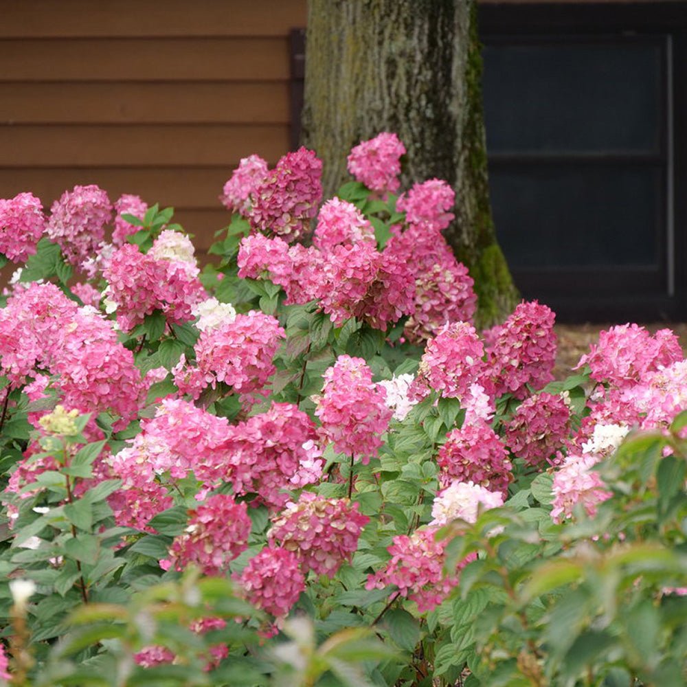 Hortensie de gradina fucsia-alb-roz Pink Diamond