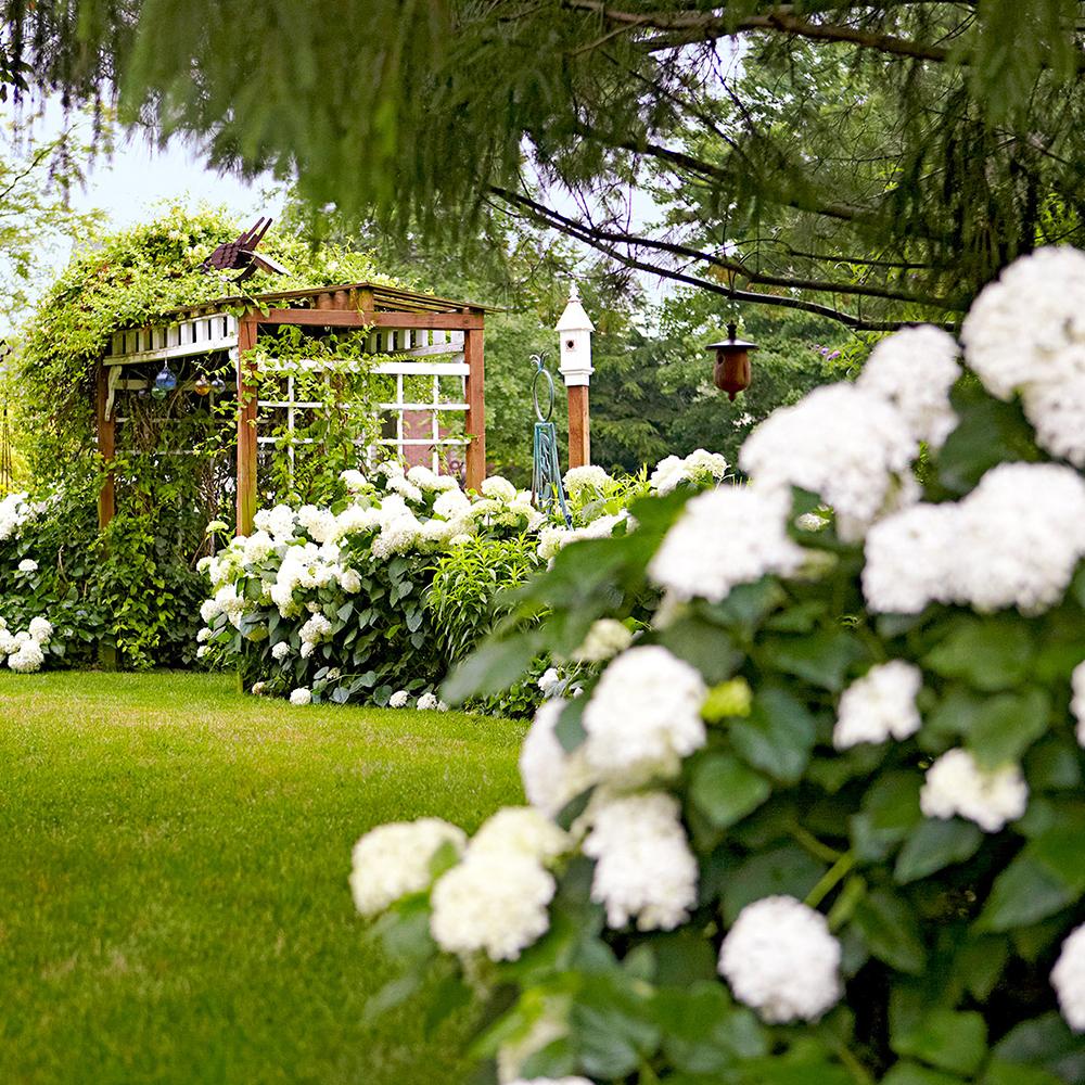 Hortensie de Gradina Alba Little White XS