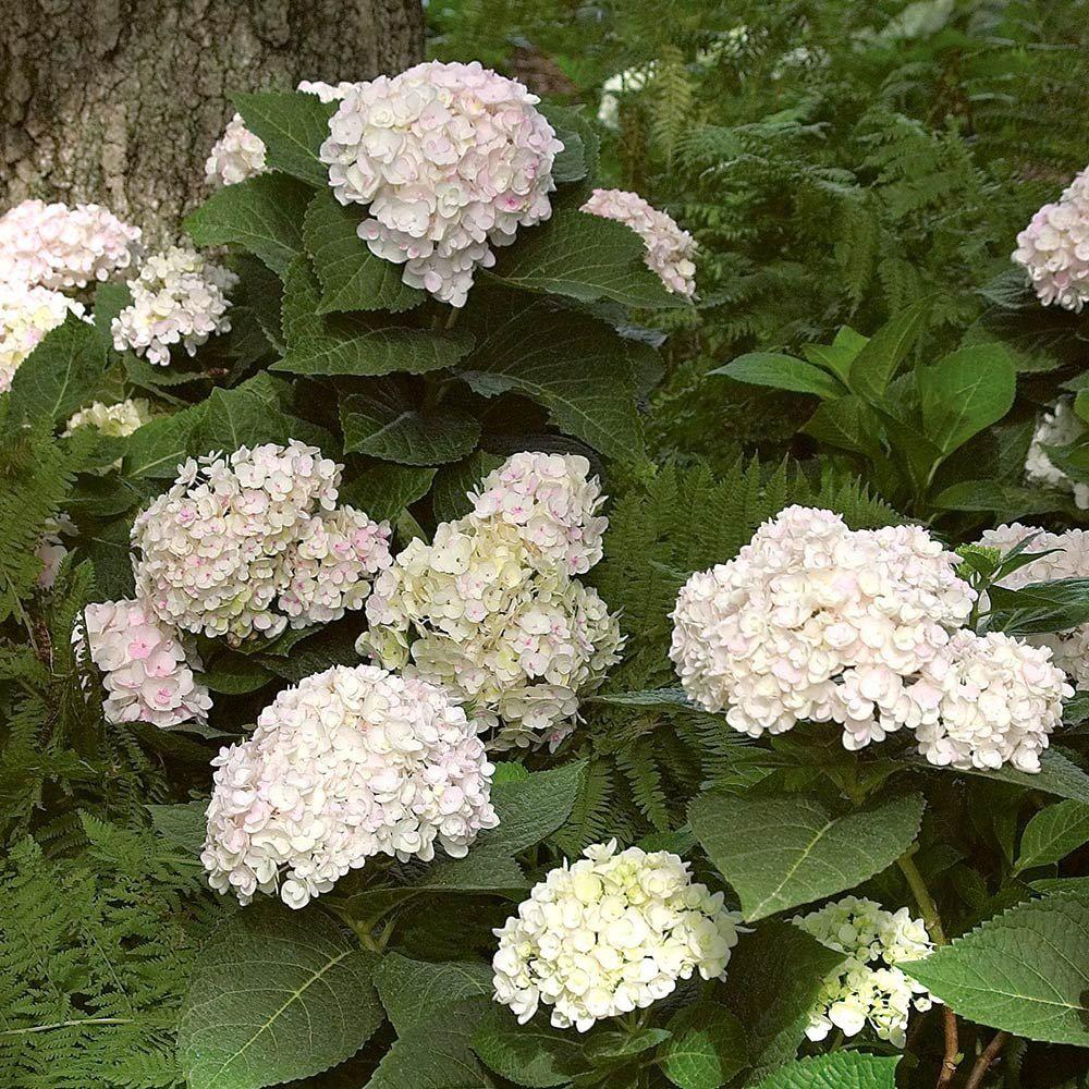 Hortensie de Gradina Alba Little White XS