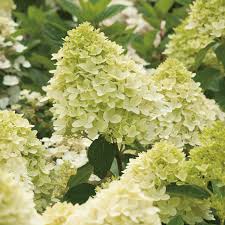 Hortensie Alba-Verzui Magical Candle