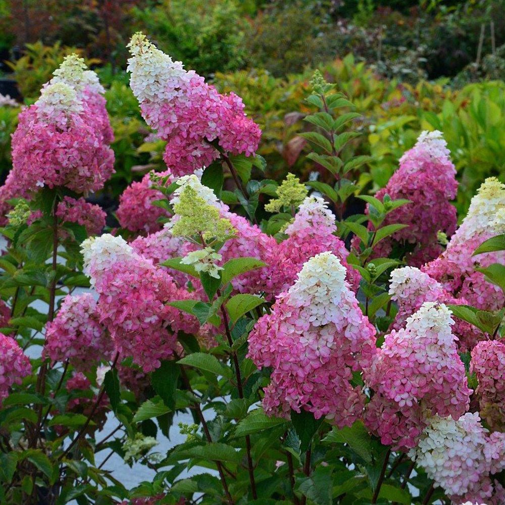 Hortensia de Gradina Fraise Melba, cu flori roz-alb