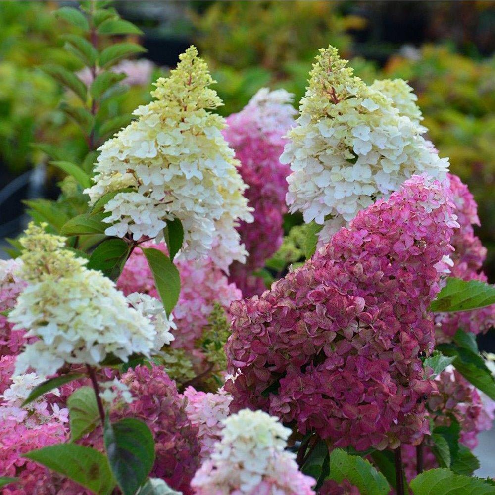 Hortensia de Gradina Fraise Melba, cu flori roz-alb