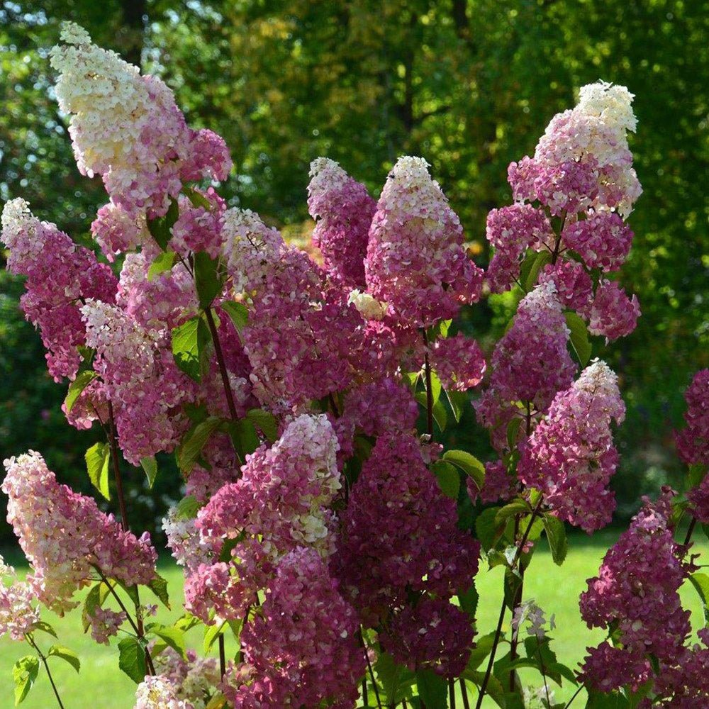 Hortensia de Gradina Fraise Melba, cu flori roz-alb