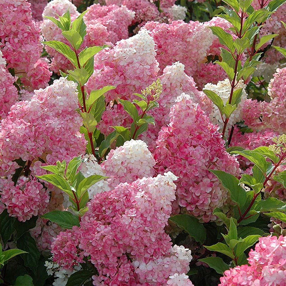 Hortensie de Gradina Tip Copac Sundae Fraise, cu flori albe-roz