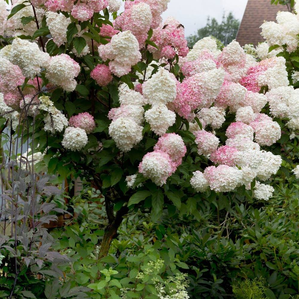 Törzses bugás hortenzia Vanille Fraise (Hydrangea), kis fa fehér–rózsaszín, eper árnyalatú virágokkal, hosszan tartó virágzás nyártól őszig, dekoratív kerti növény