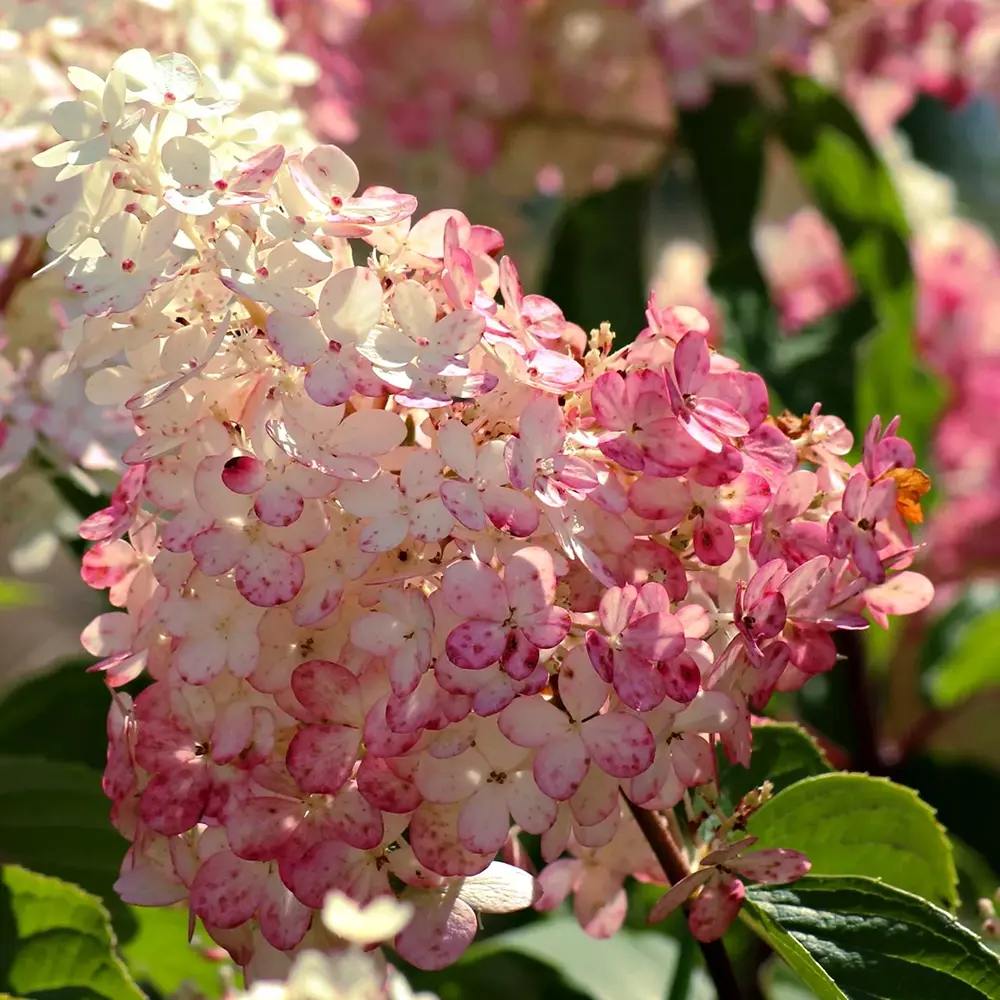 Hortensie de gradina Tip Copac, fucsia-alb-roz Pink Diamond
