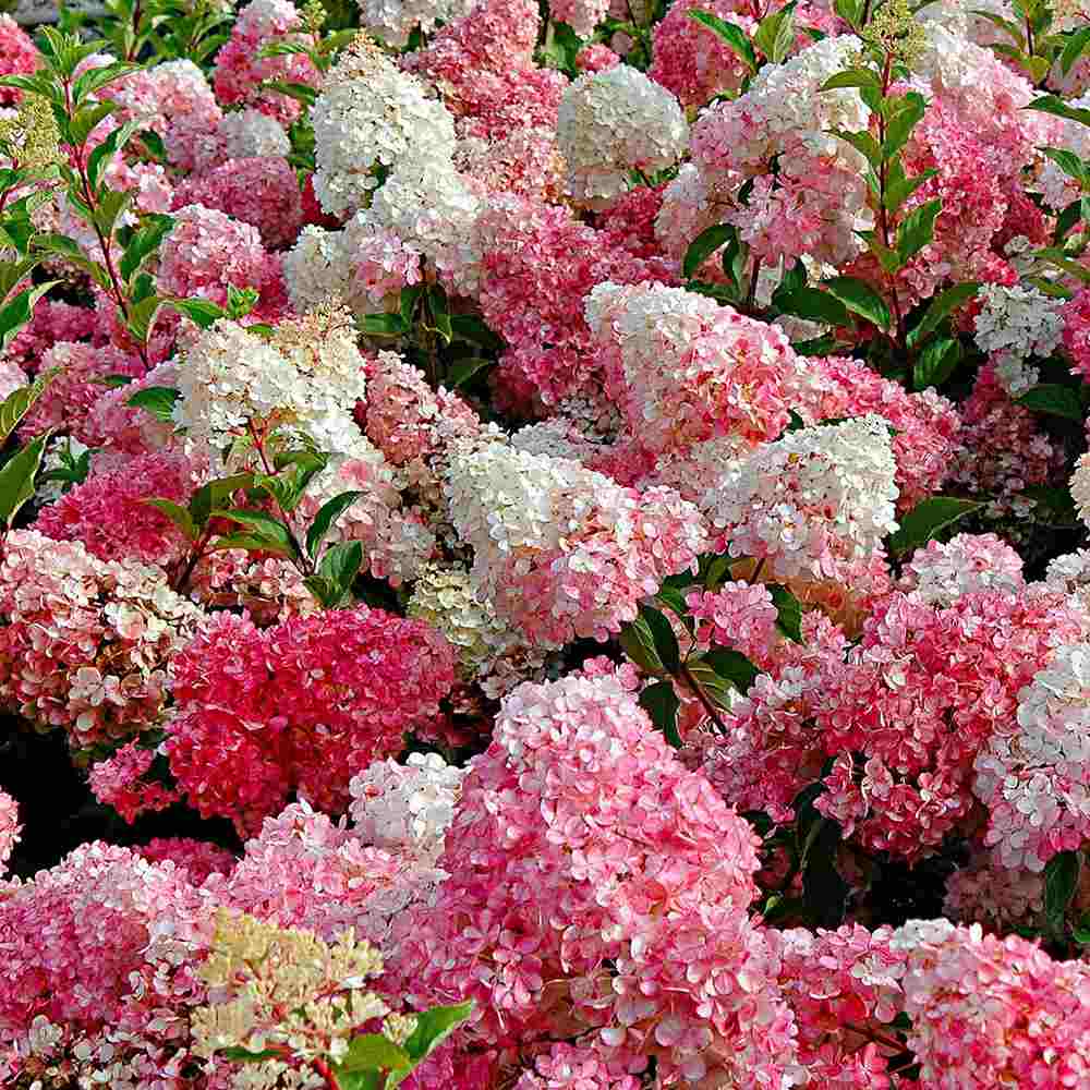 Hortensie de gradina Vanille Fraise, arbust decorativ flori mari conice parfumate roz alb rosu, joc de culori