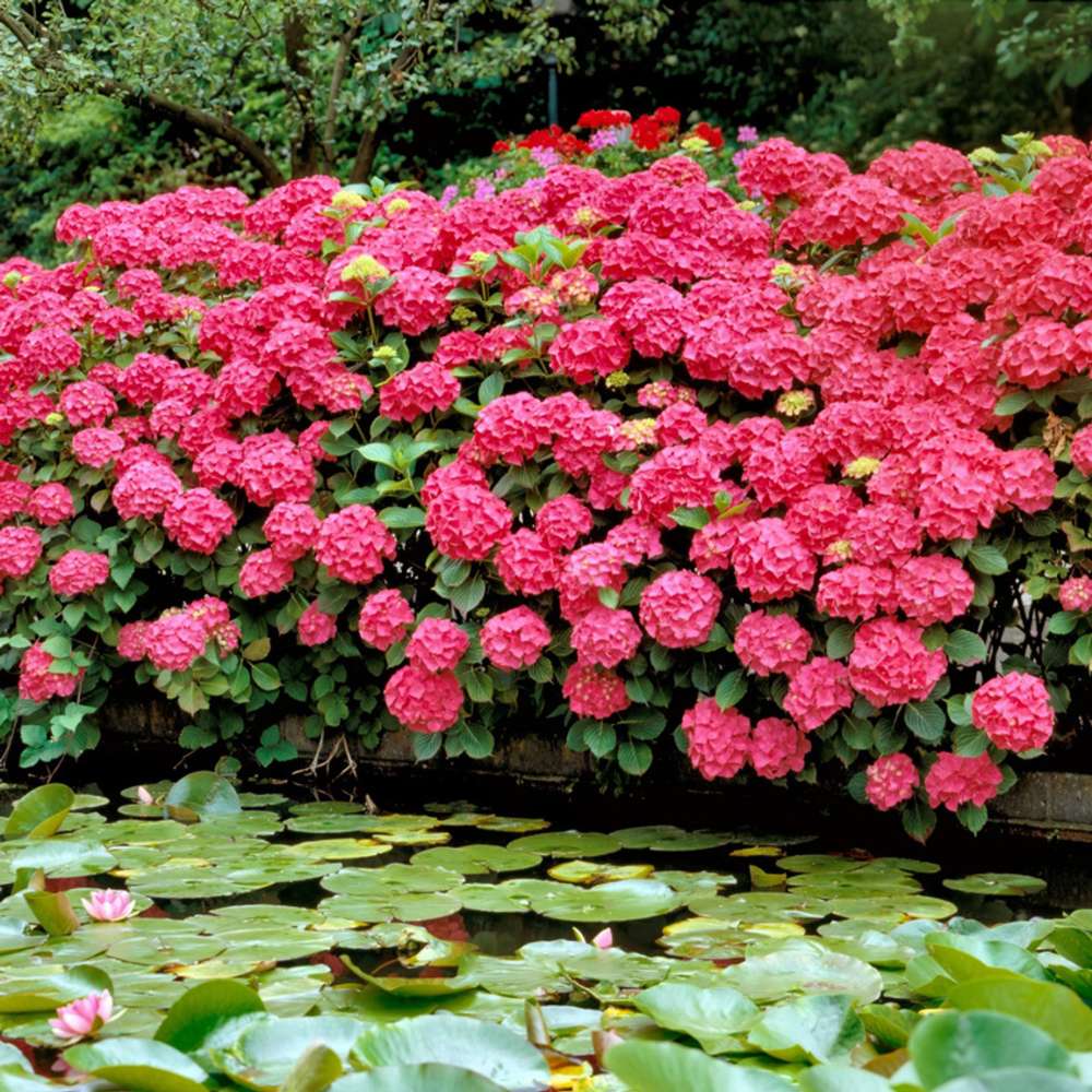 Hortensie de gradina Glowing Embers, flori rosii-portocalii spectaculoase, tufis ornamental rezistent