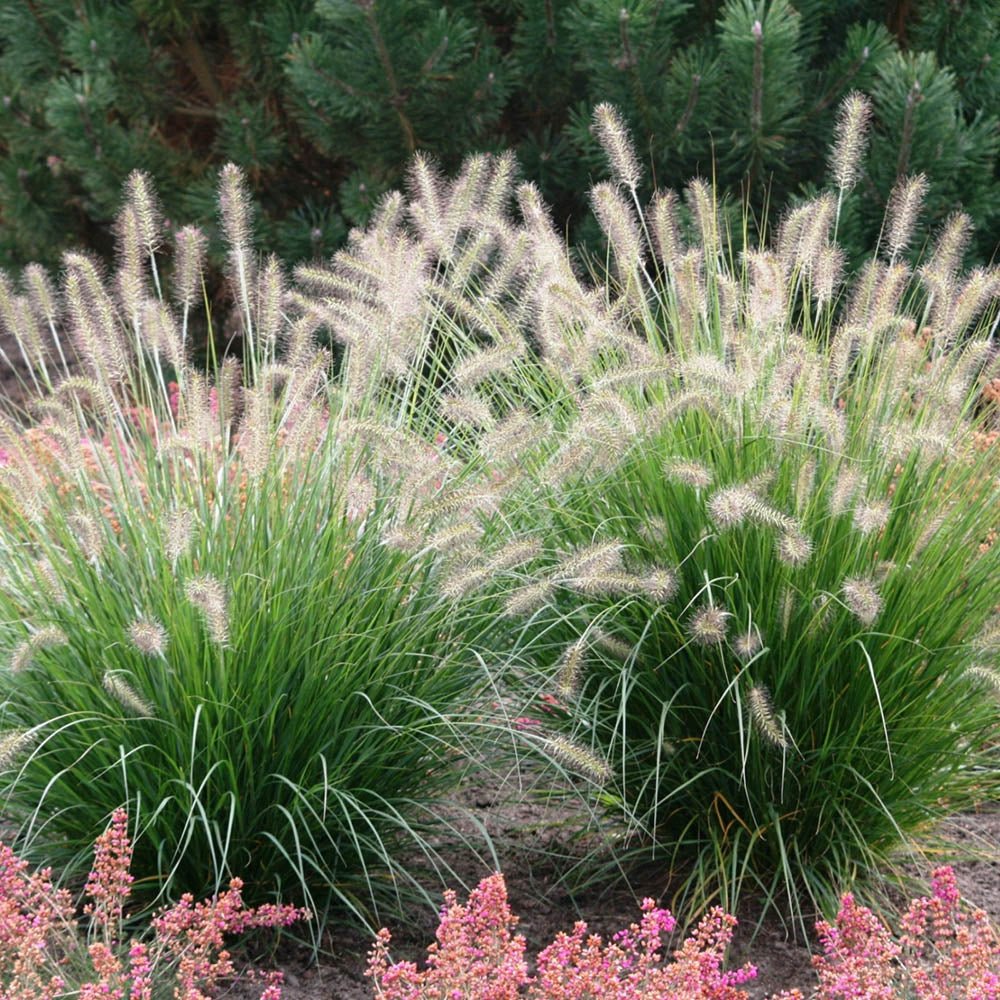 Iarba Chinezeasca Pennisetum Flamingo