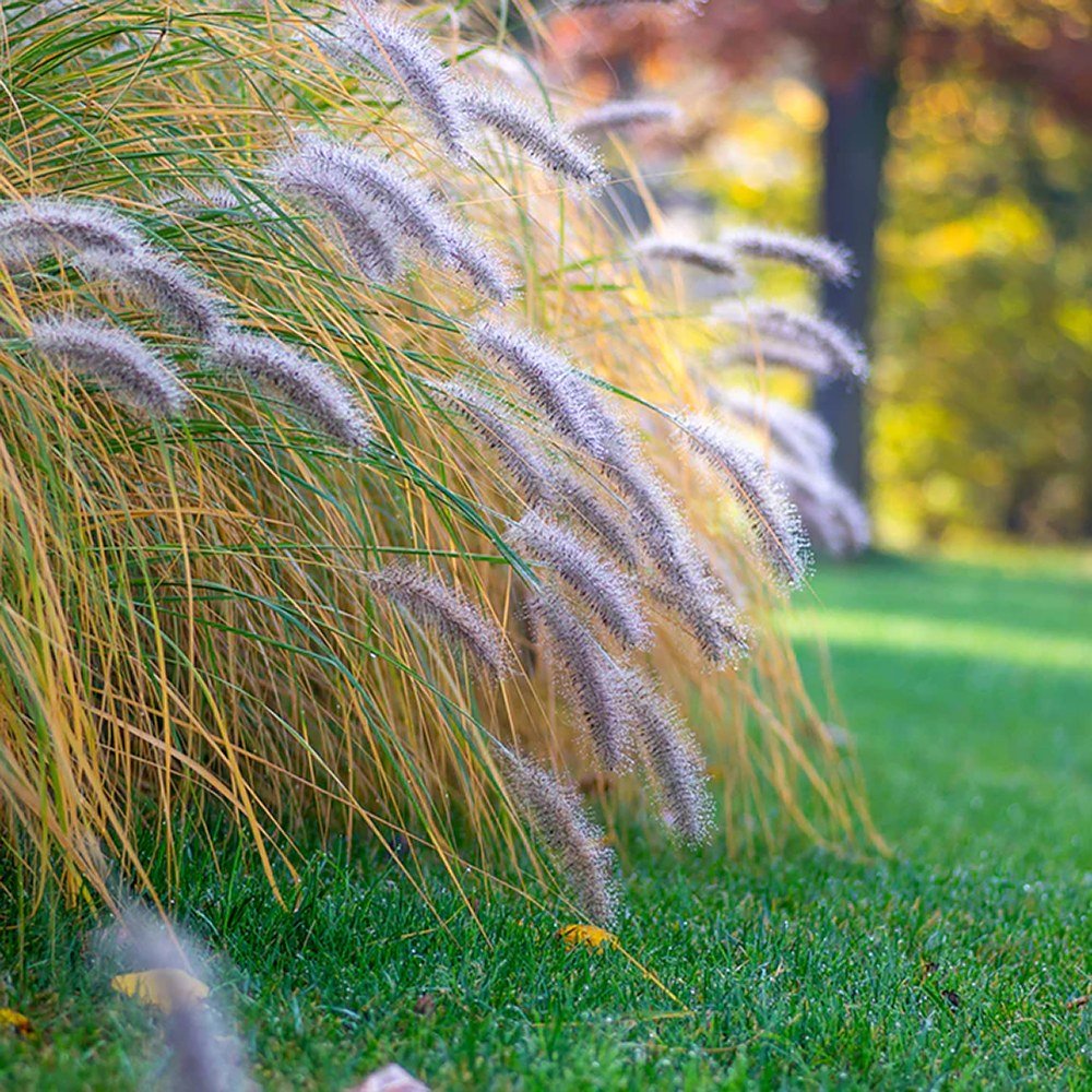 Iarba Chinezeasca Pennisetum Flamingo