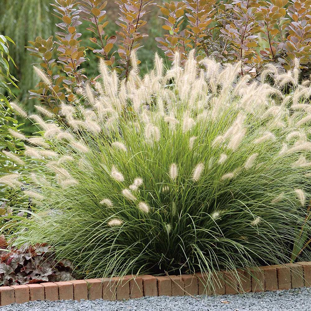 Iarba chinezeasca Pennisetum Hameln