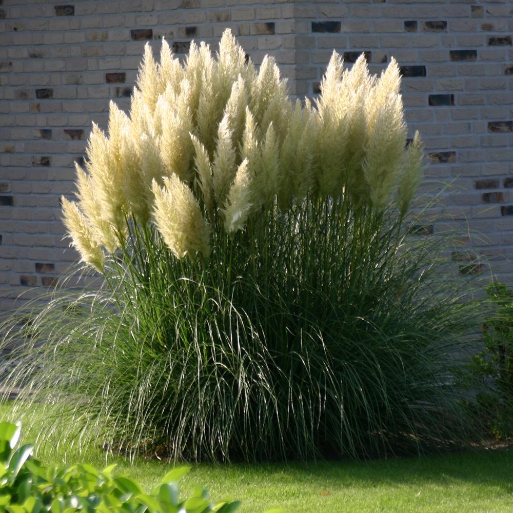 Iarba de Pampas Selloana (Cortaderia)