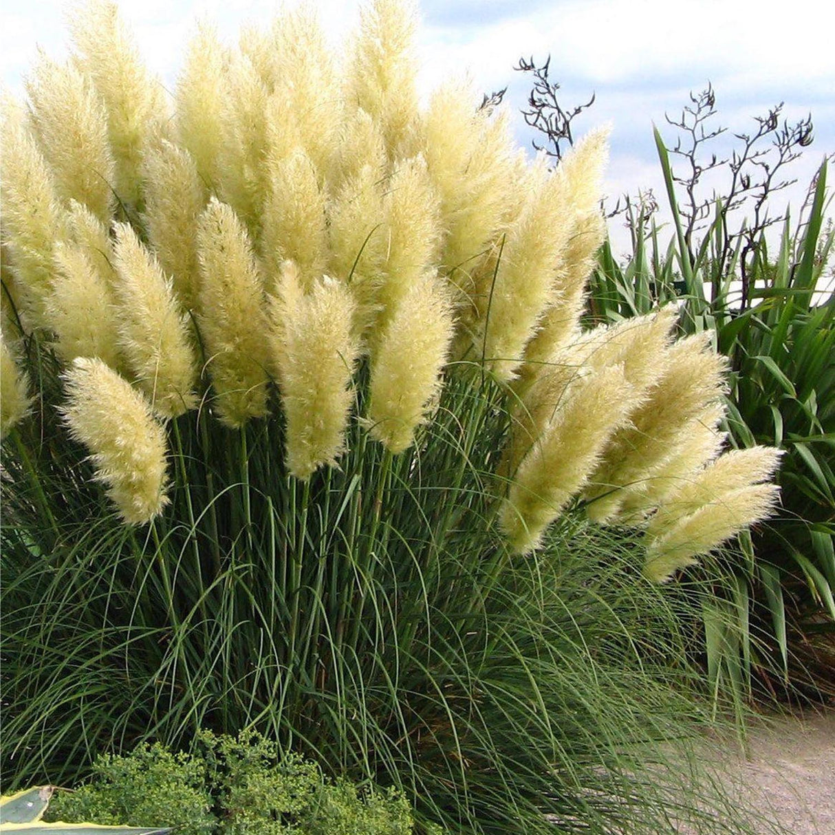 Iarba de Pampas (Cortaderia) Evita