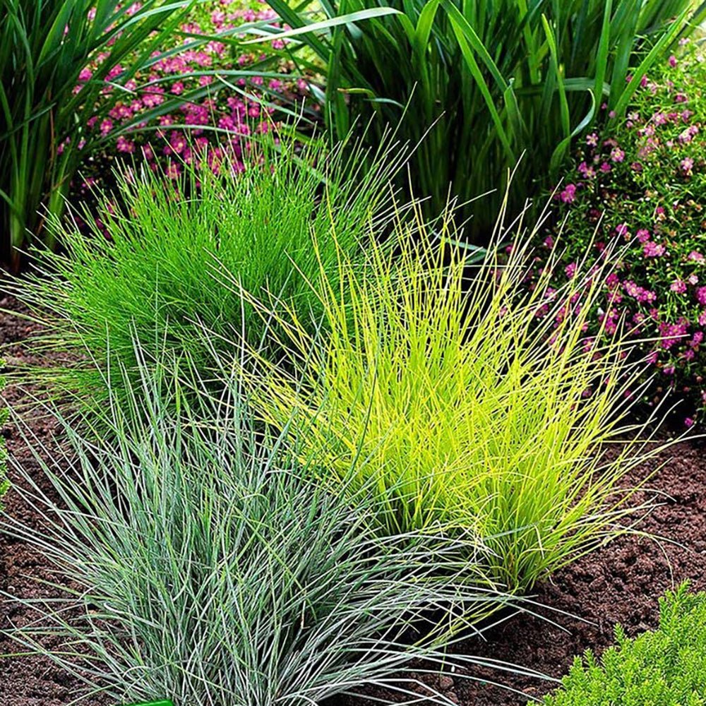 Iarba Decorativa auriu (Festuca) Ami Gold