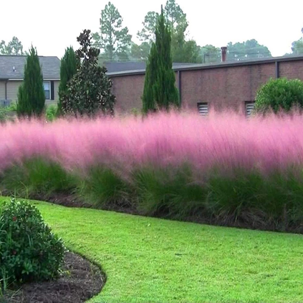 Iarba Decorativa Texas (Muhlenbergia Capillaris)