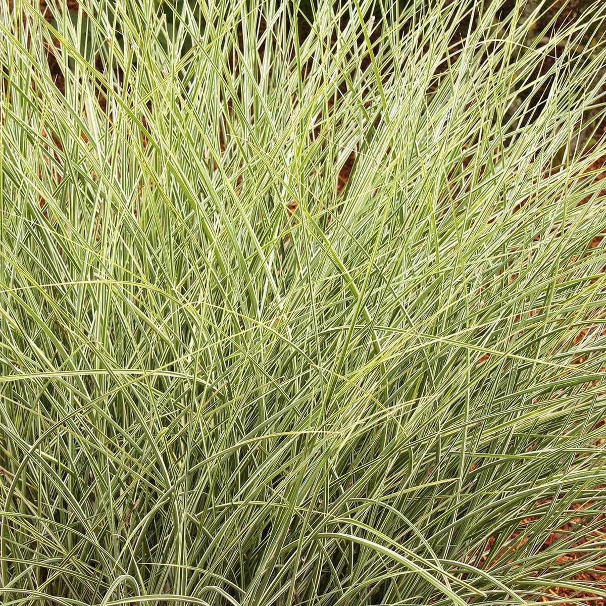 Iarba Elefantului (Miscanthus Sinensis) Morning Light