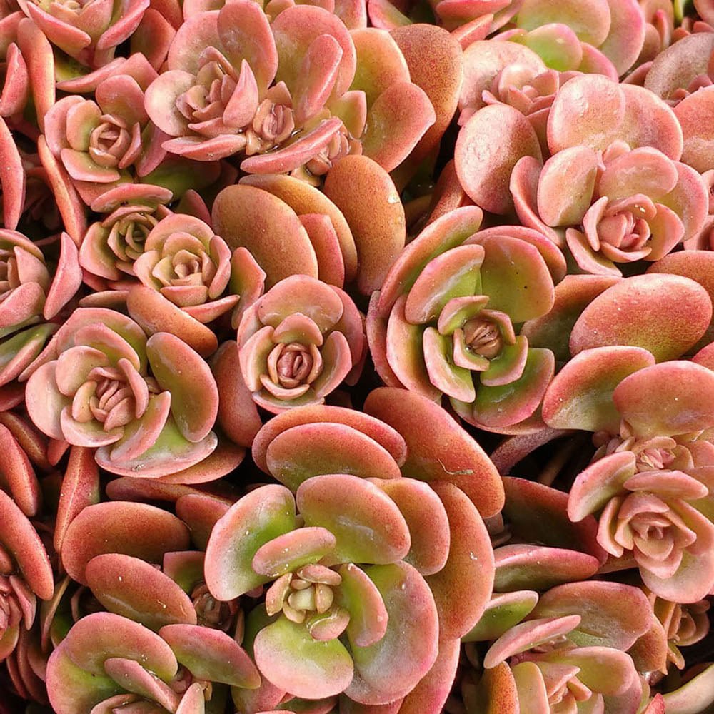 Iarba Grasa (Sedum) Coral Carpet