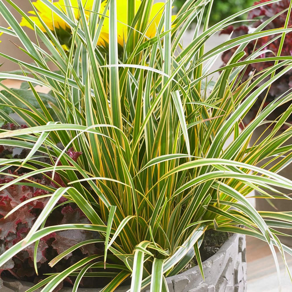 Iarba Ornamentala Carex Rogoz Everglow, verde-auriu