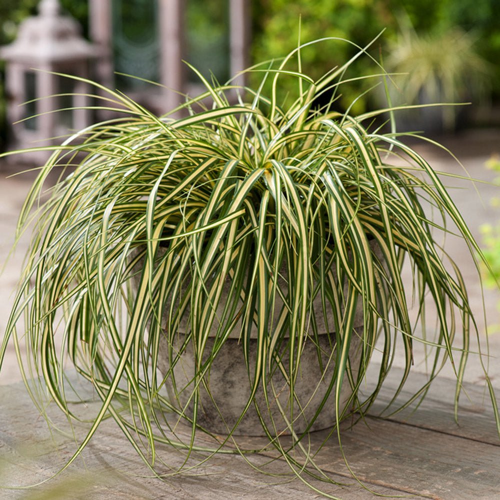 Iarba Ornamentala Carex Rogoz Evergold, verde-galbena