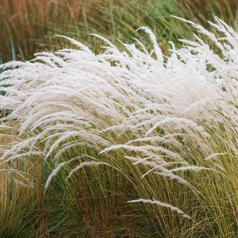 Iarba ornamentala coada de Ponei (Stipa Tenuissima Pony Tails)