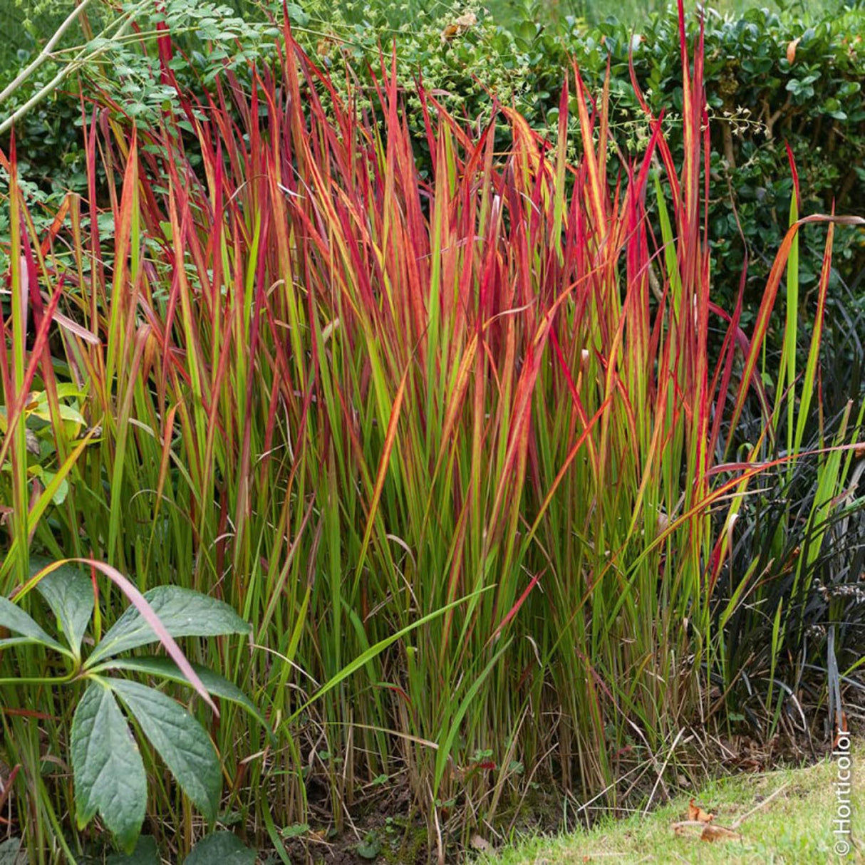 Iarba Rosie Imperata Cylindrica Red Baron