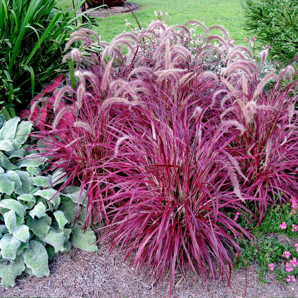Iarba rosu Chinezeasca Pennisetum Fireworks
