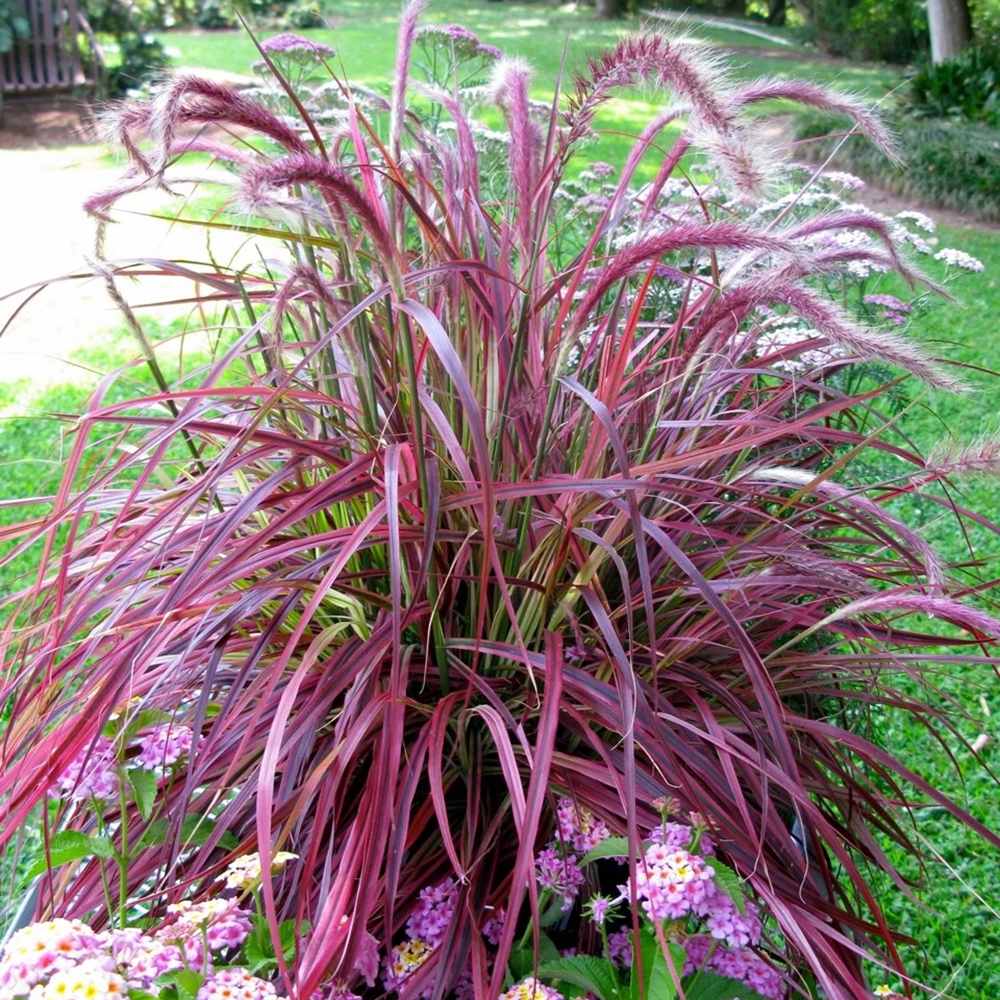 Iarba rosu Chinezeasca Pennisetum Fireworks