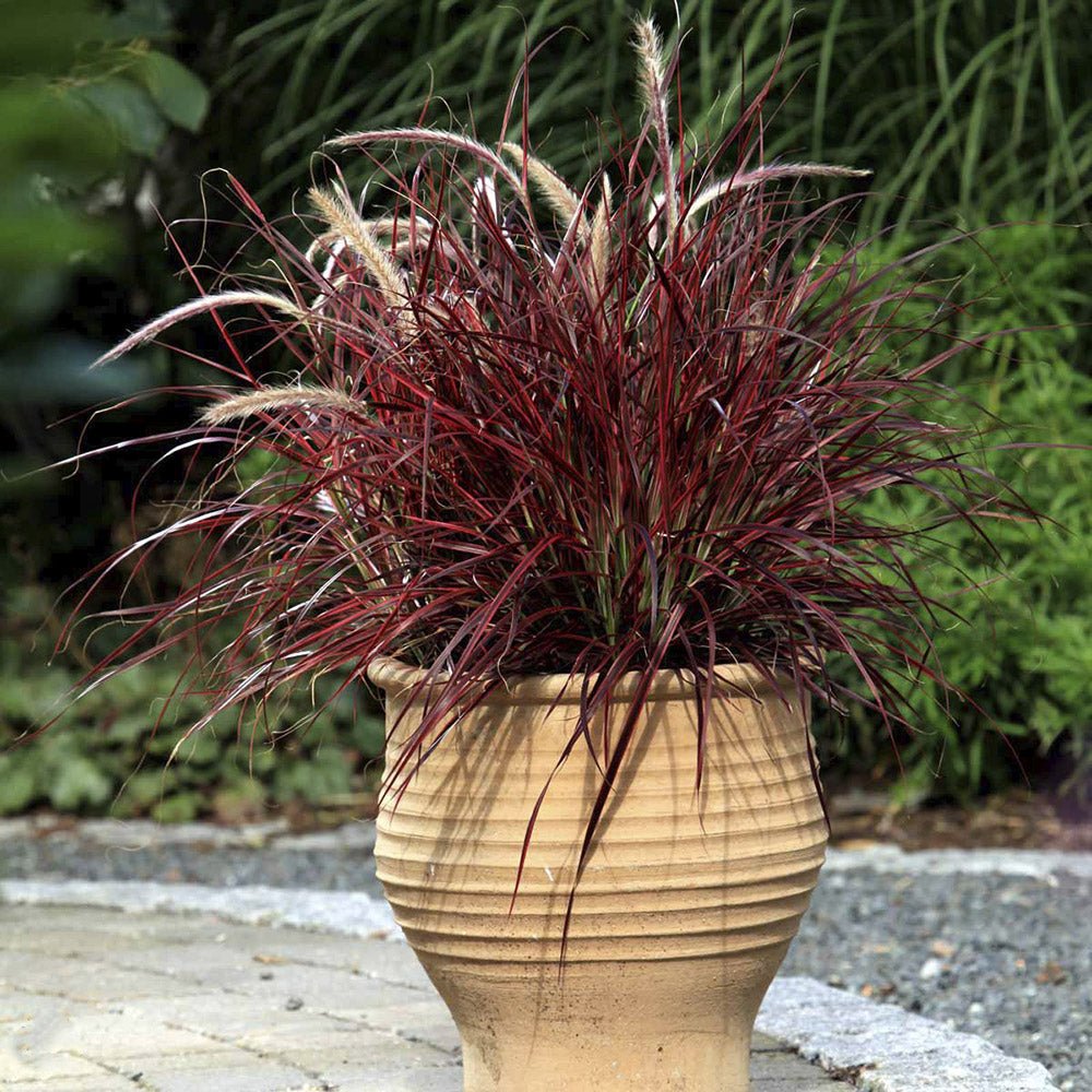 Iarba rosu Chinezeasca Pennisetum Fireworks
