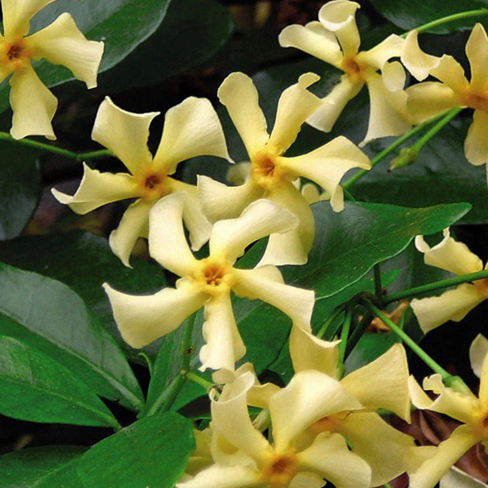 Iasomie galbena Yellow Wings (Trachelospermum Jasminoides)