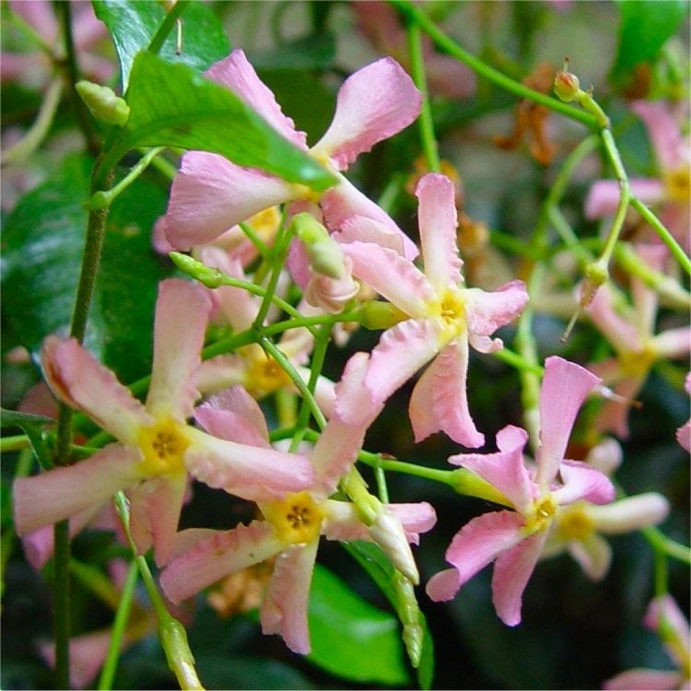 Iasomie Star Of Sicily, cu flori roz