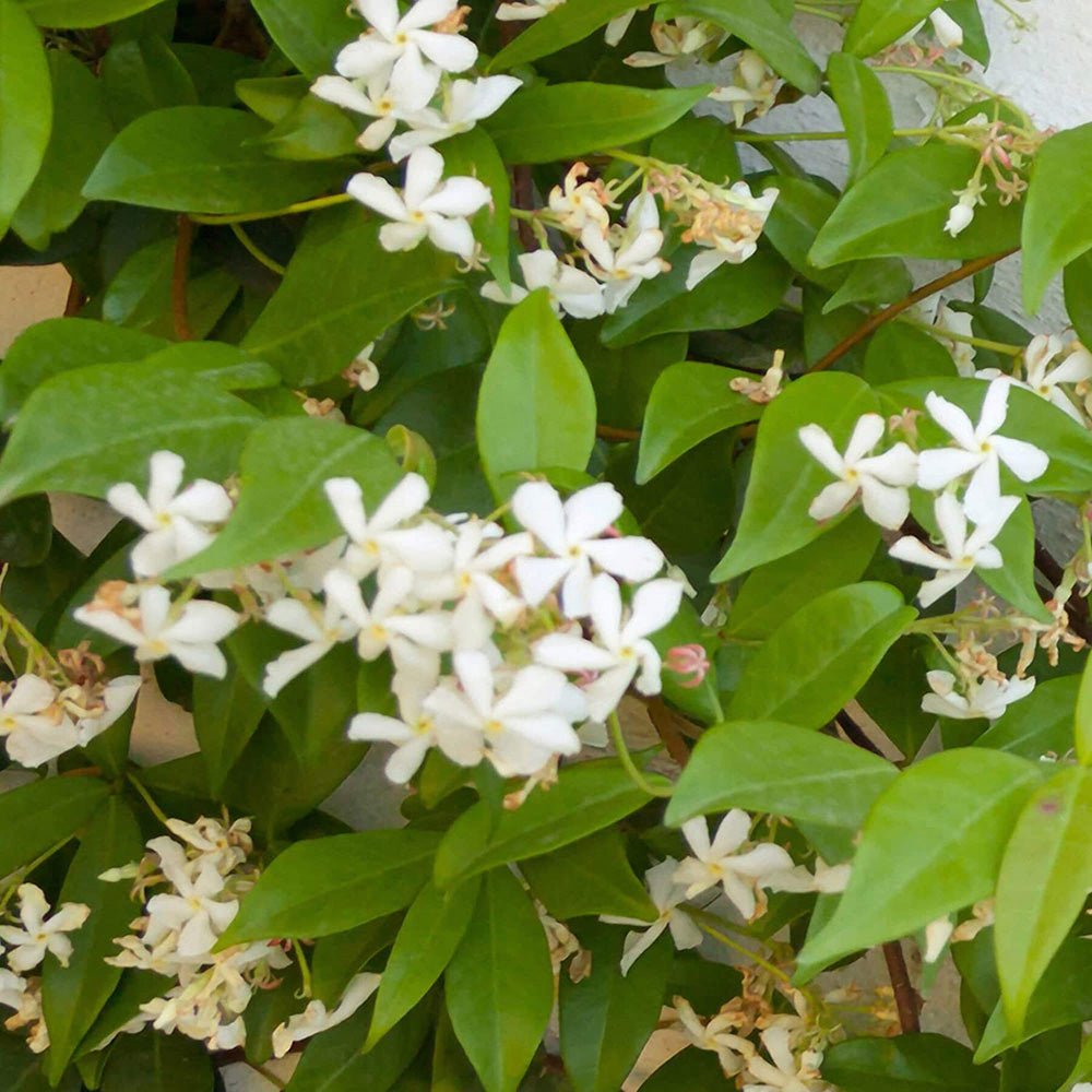 Iasomie Star Of Venice, cu flori alb-crem
