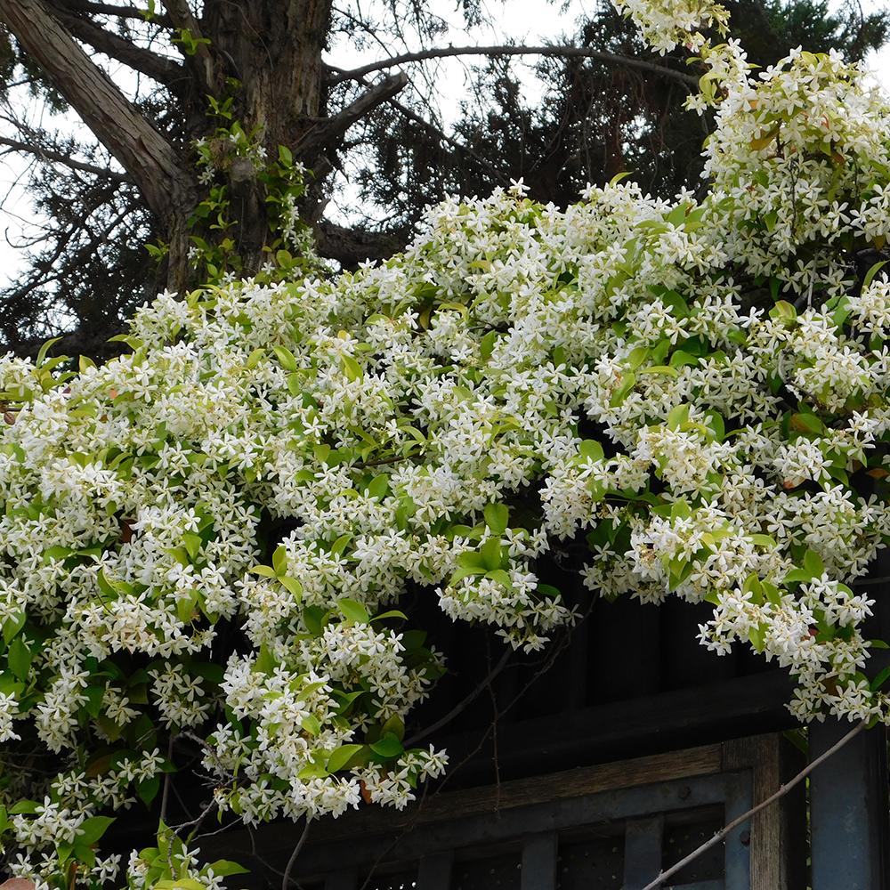 Iasomie clasica, cu floare alba parfumata (Trachelospermum Jasminoides)