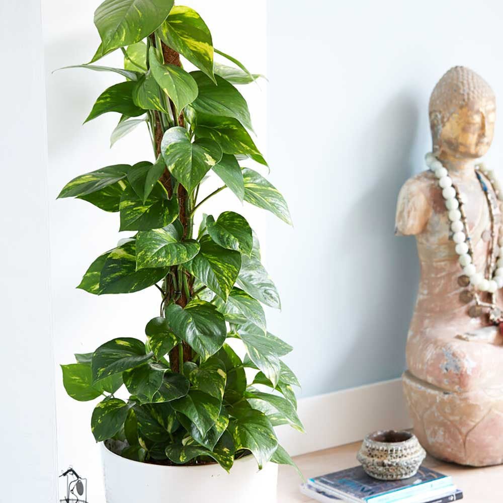Iedera diavolului Curgatoare Epipremnum Aureum - 35 cm