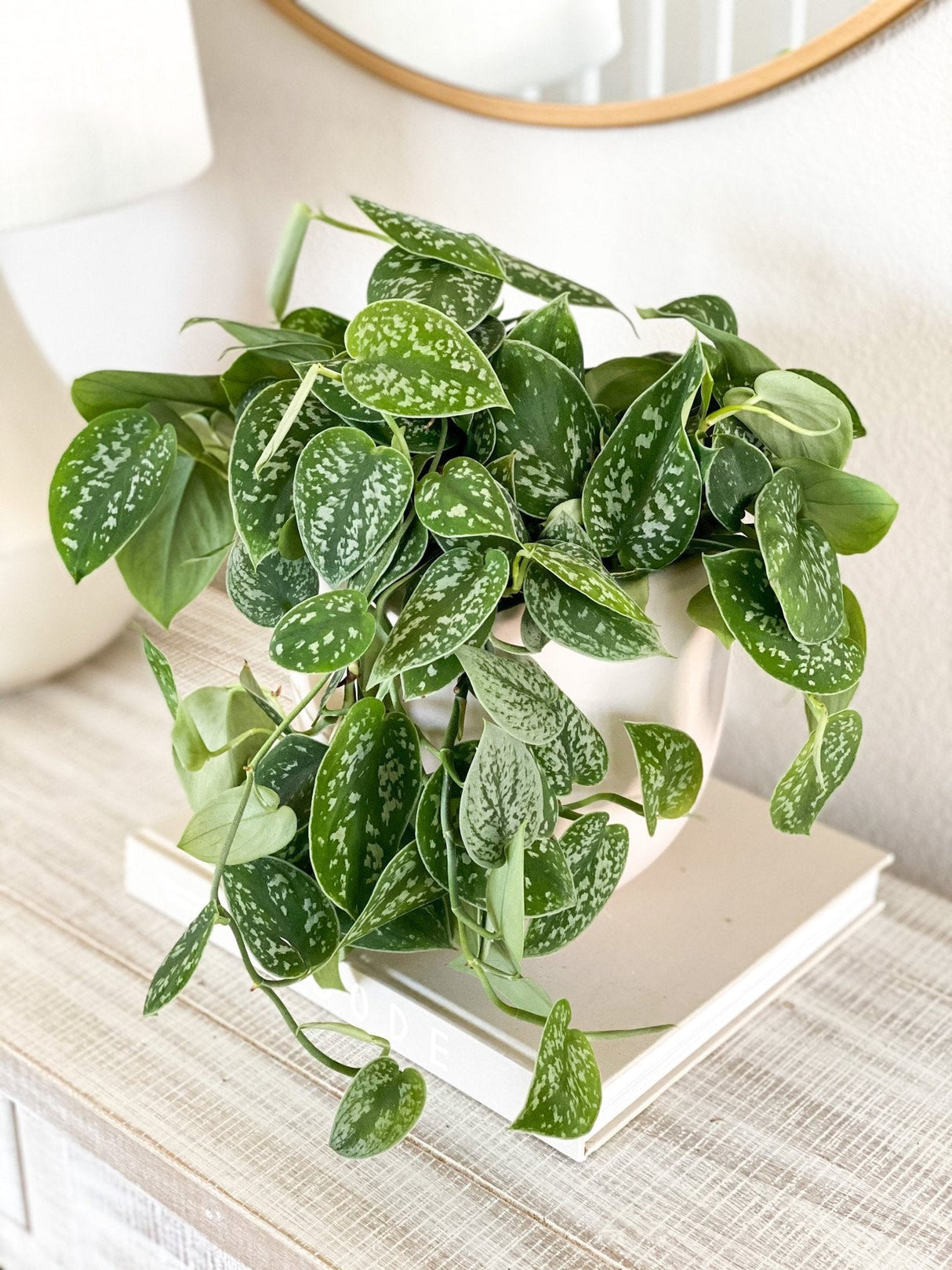 Iedera diavolului Curgatoare Epipremnum Silvery Ann - 20-30 cm