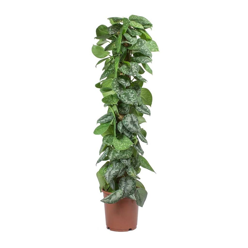 Iedera diavolului Curgatoare Epipremnum Silvery Ann (Cu Suport) - 120 cm