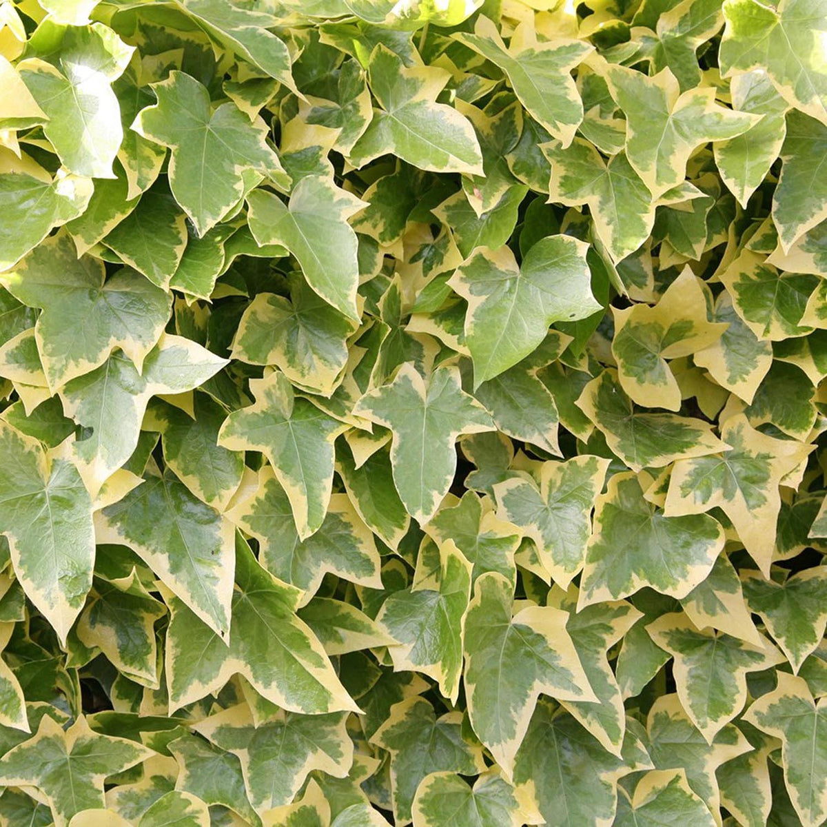 Iedera Variegata Goldchild, cataratoare, vesnic verde