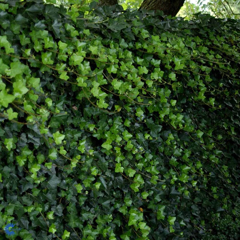 Iedera Hedera Hibernica, cataratoare, vesnic verde