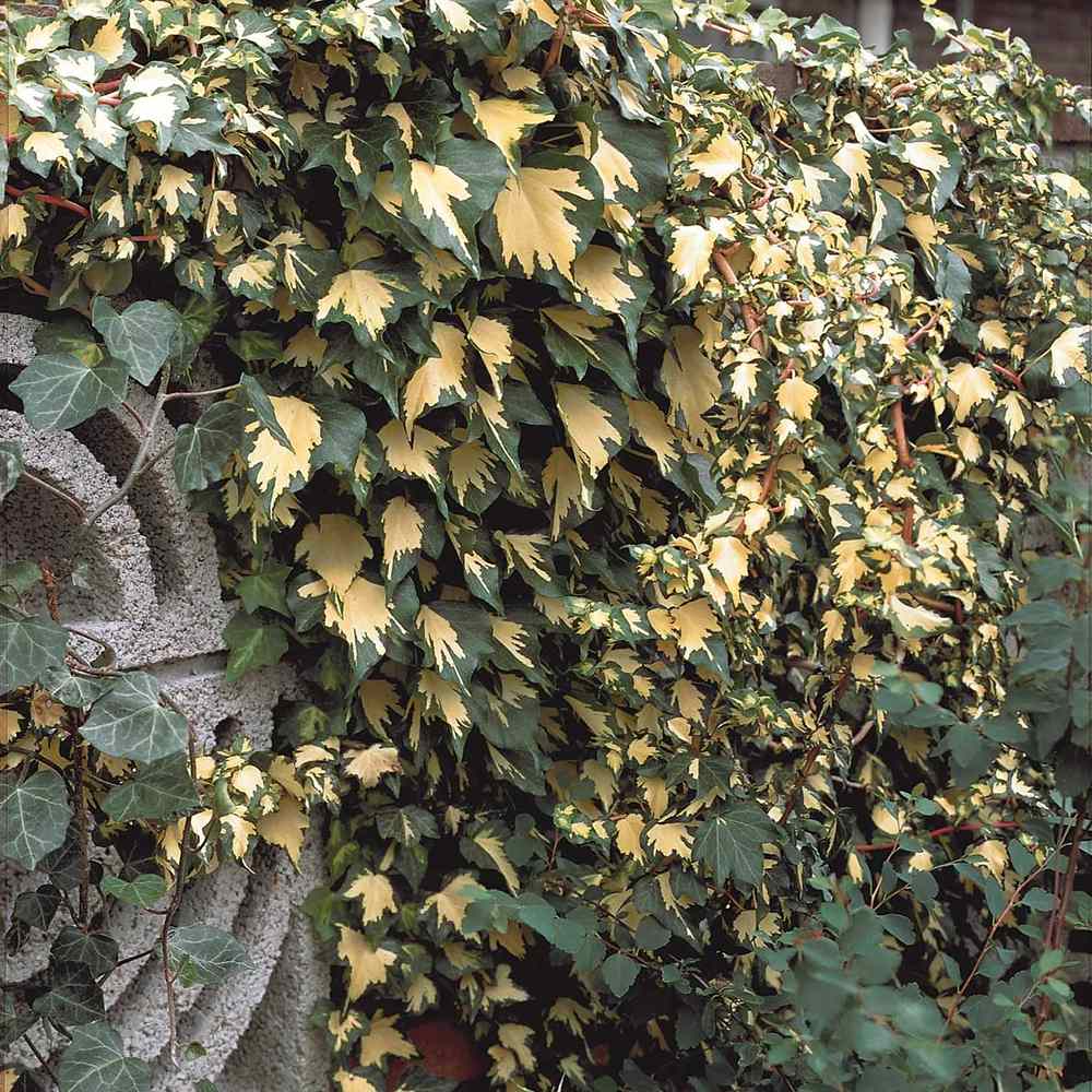 Iedera verde-auriu Goldheart, cataratoare si vesnic verde