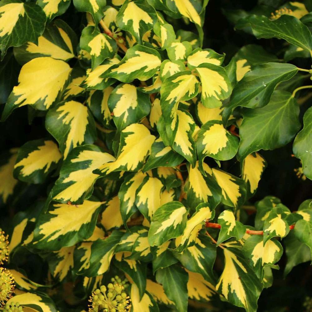 Iedera verde-auriu Goldheart, cataratoare si vesnic verde