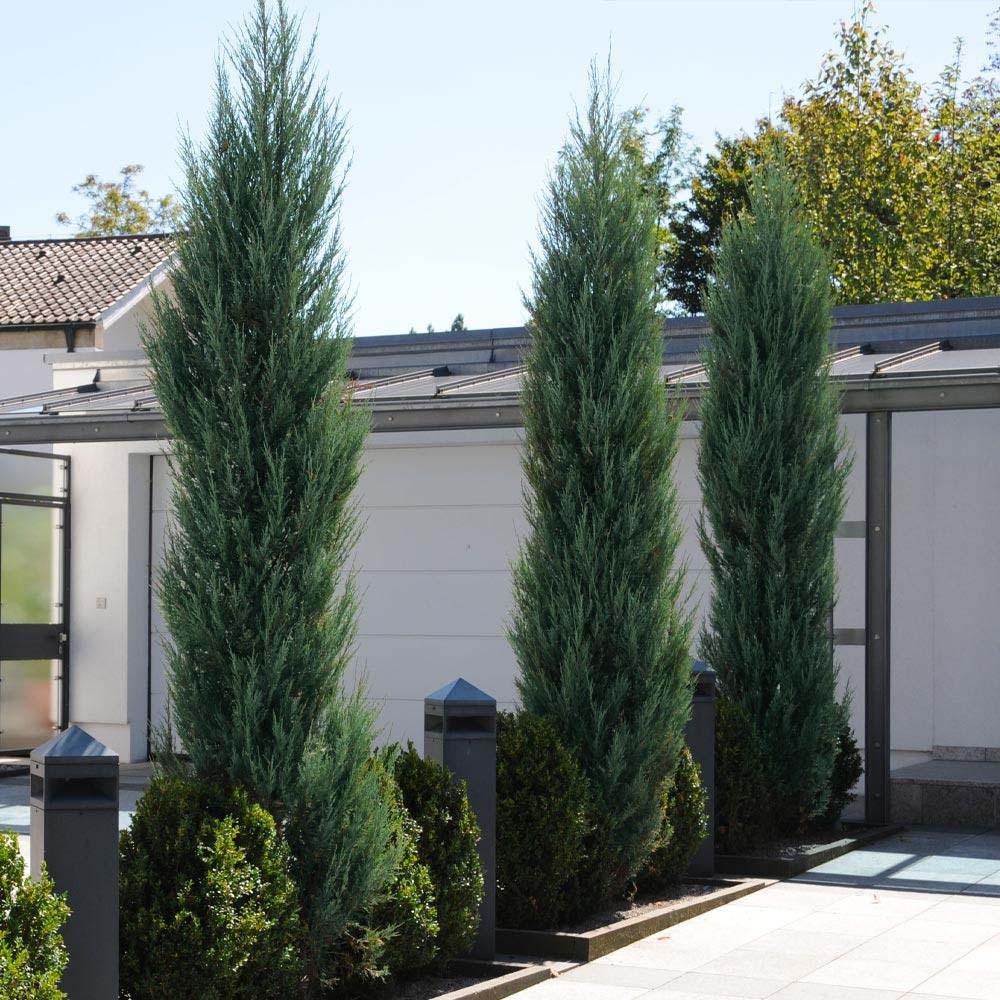 Ienupar columnar albastru de Munte Blue Arrow