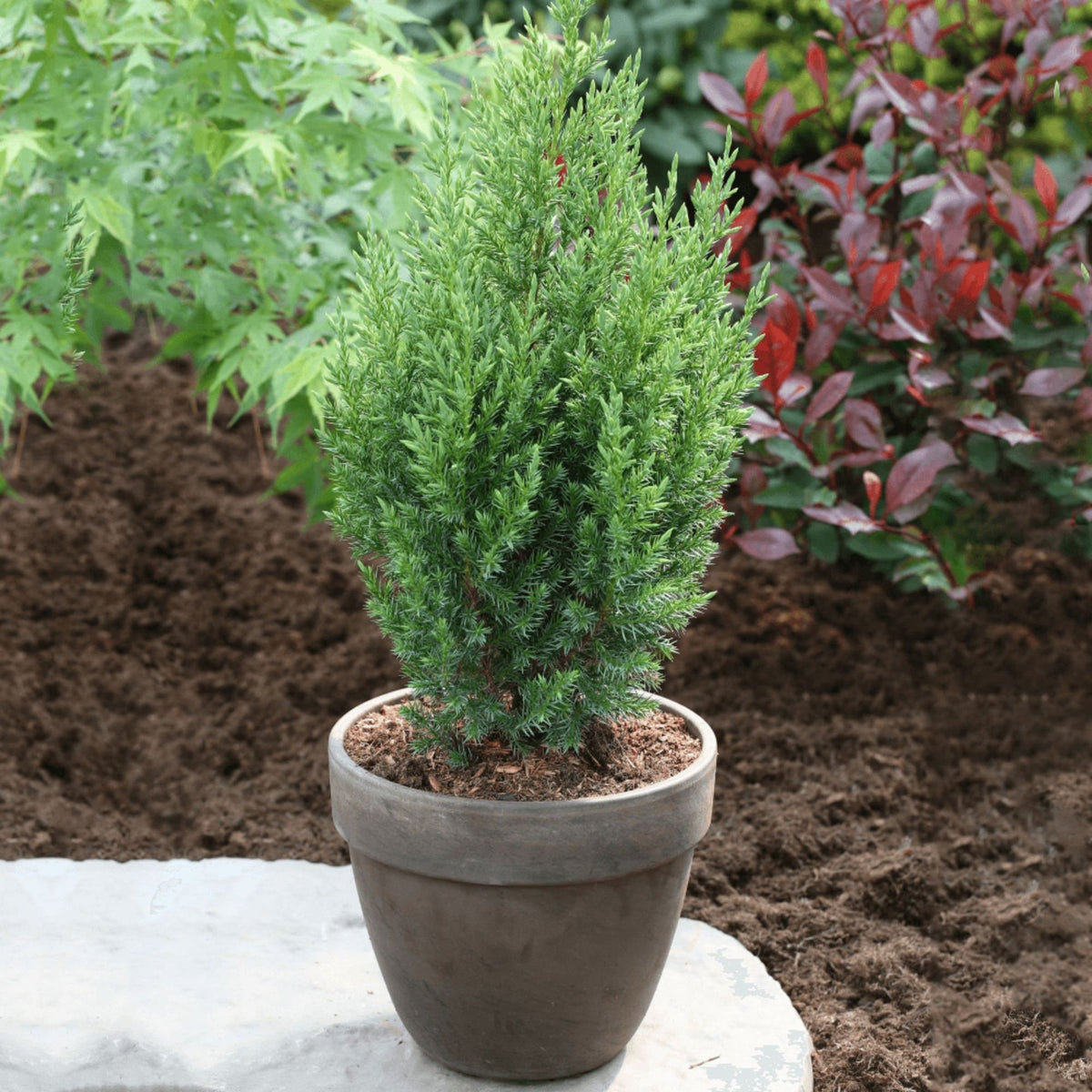Ienupar columnar albastru-verzui Stricta