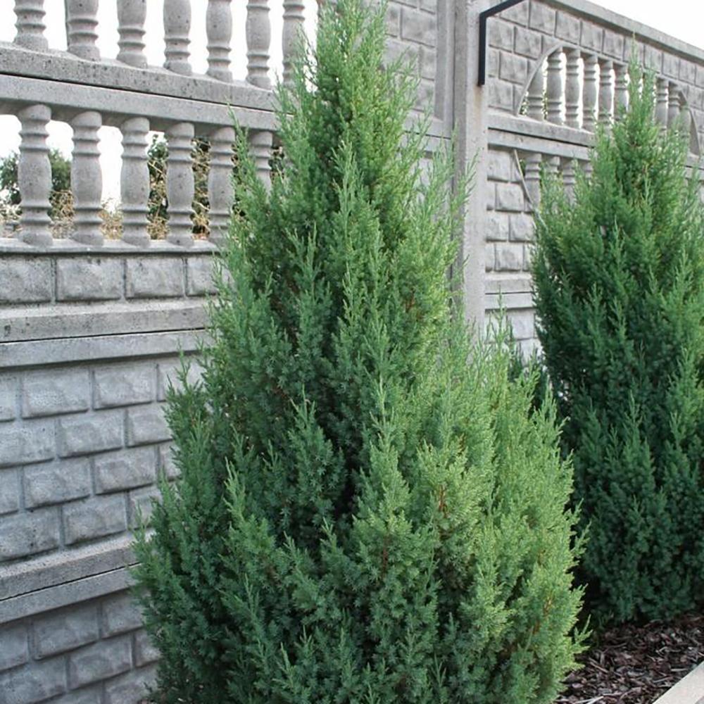 Ienupar columnar albastru-verzui Stricta