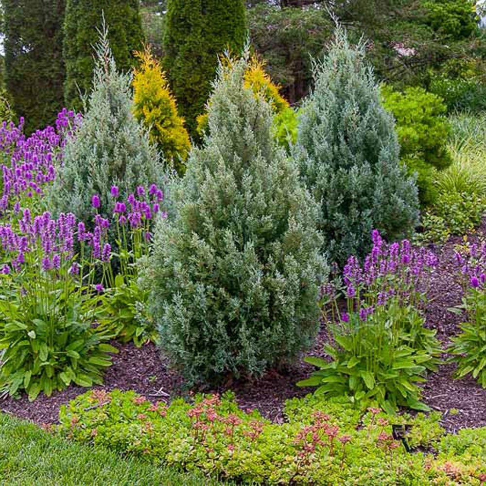 Ienupar columnar de virginia Glauca verde-albastru