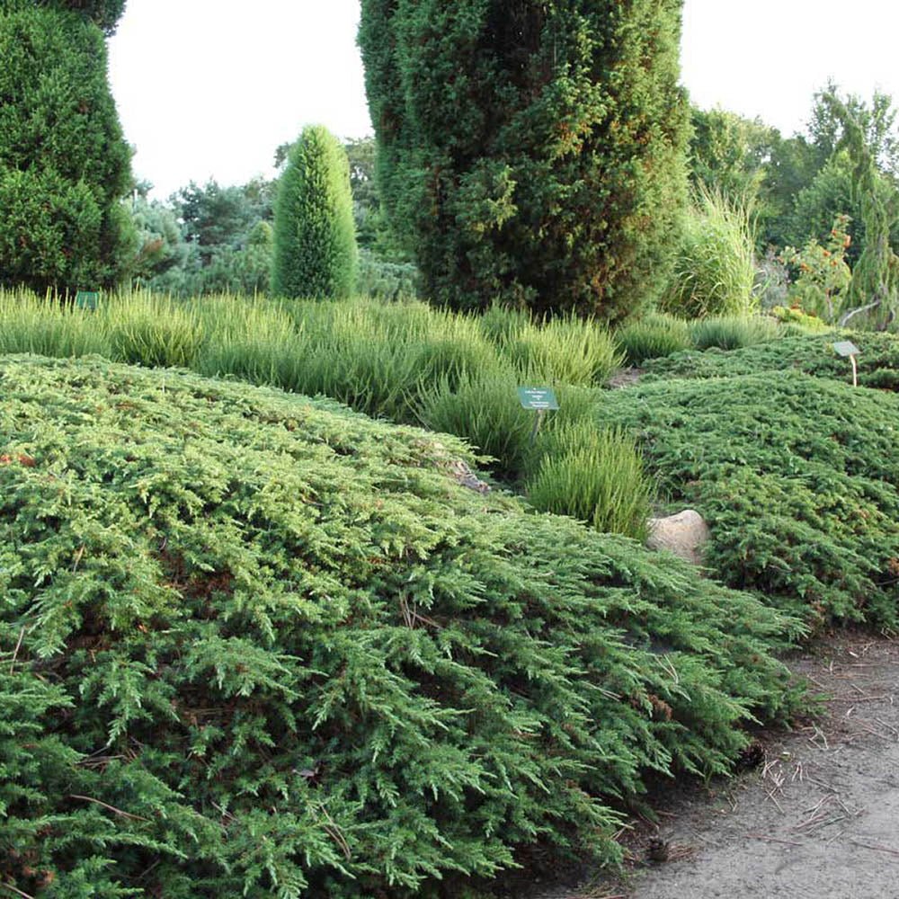 Ienupar tarator verde Green Carpet